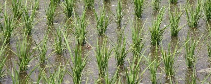 浙优812水稻品种简介，播种前浸种灵等药剂浸种