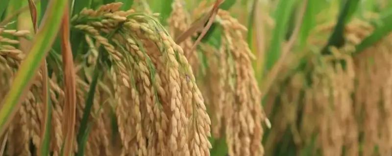 圣稻258水稻种子特征特性，防治恶苗病