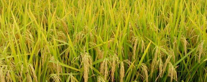 福优华占水稻种子介绍，大田每亩用种量0.7－1千克