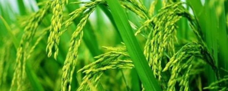 和两优5438水稻品种简介，每亩有效穗数18.1万穗
