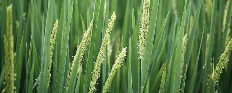明糯优8301水稻种子特征特性，全生育期130.3天