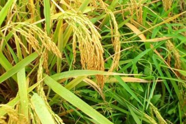 福农优039水稻种子特点，每亩大田用种量0－5千克