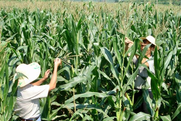 先玉1729玉米种简介，种植密度每亩4000株左右