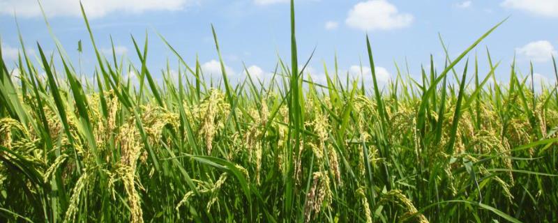 荃优162水稻品种的特性，一般4月中旬至5月中旬播种