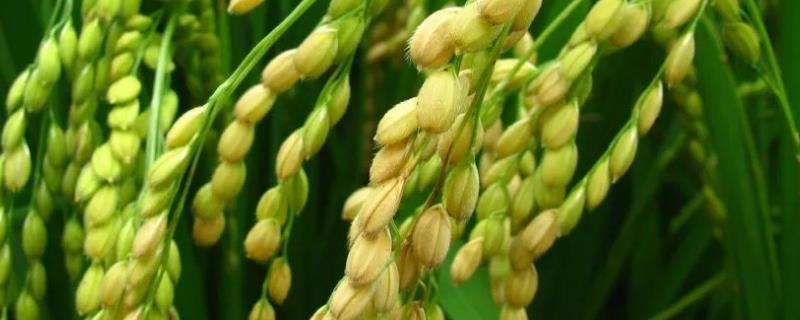 Y两优1166水稻种子简介，4月下旬播种