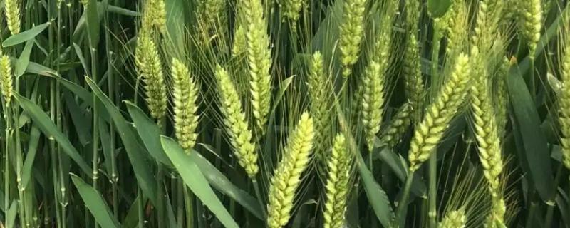 天赐麦1号小麦种简介，高肥水地每亩适宜基本苗20万