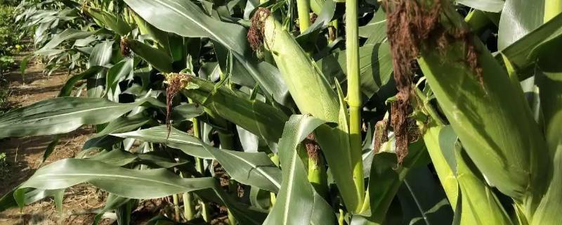 DF617玉米种简介，注意防治穗腐病