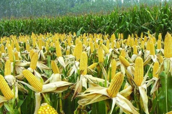 梅亚801（郑育4号）玉米种简介，4月下旬～5月上旬播种