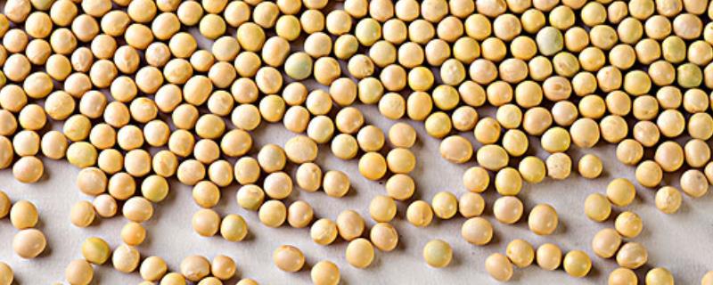 汾豆牧绿9号大豆品种简介，适宜播期5月上中旬