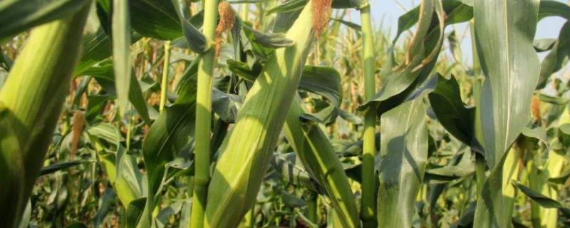 富民1号玉米品种简介，适宜播期4月下旬至5月上旬