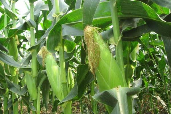 隆平716玉米种子特点，4月下旬～5月上旬播种