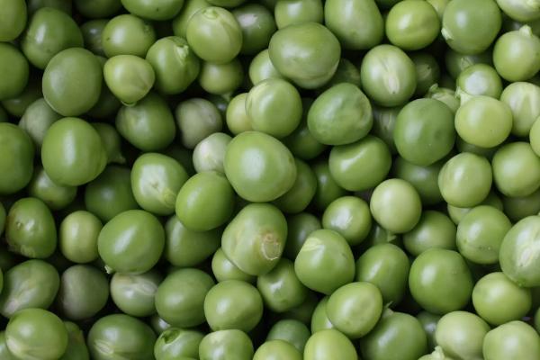 晋科8号大豆品种简介，适宜播期4月下旬至5月上旬