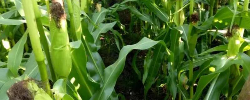 松科100(利禾900)玉米种子介绍，4月25日以后播种