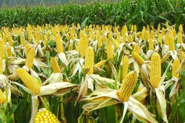 大地5号玉米种子特征特性，播种前种子应包衣防治地下害虫