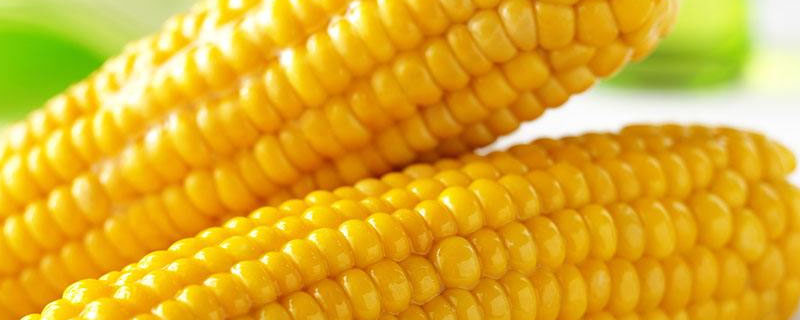 石玉15号玉米种子特点，适宜播期为6月15日～20日
