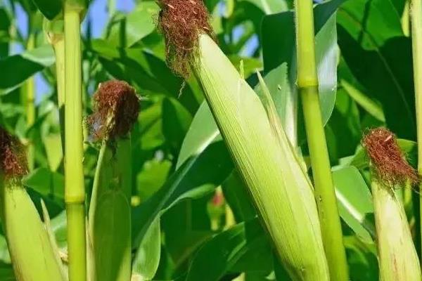 农大浩特8号玉米种子介绍，两年区试平均生育期124天