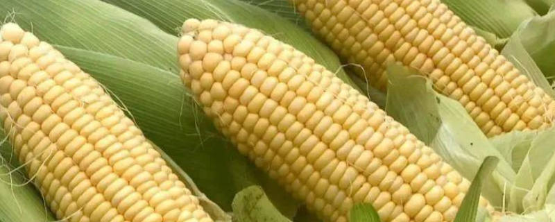 嘉玉207玉米种子特征特性，种植密度建议3800株/亩