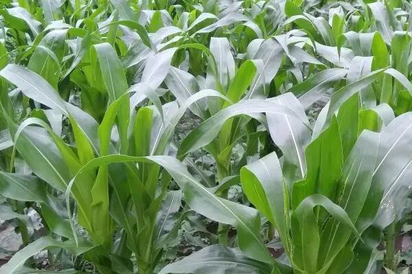 凤单88玉米种子特征特性，最适宜播种期为春播