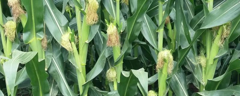 来喜玉米种子介绍，种植密度控制在4000株左右