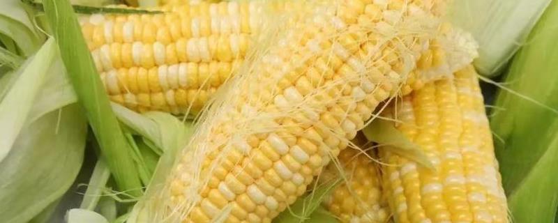 凤单88玉米种子特征特性，最适宜播种期为春播