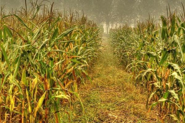 珠江1851玉米品种的特性，应选择中等以上肥力地块种植