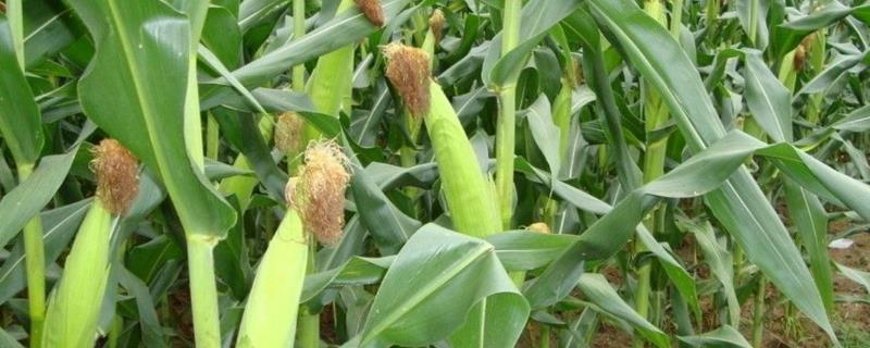 豪玉6号玉米品种简介，密度3500-4000株/亩