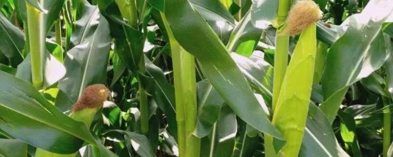 瑞喜1937玉米品种简介，种植密度4000株/亩