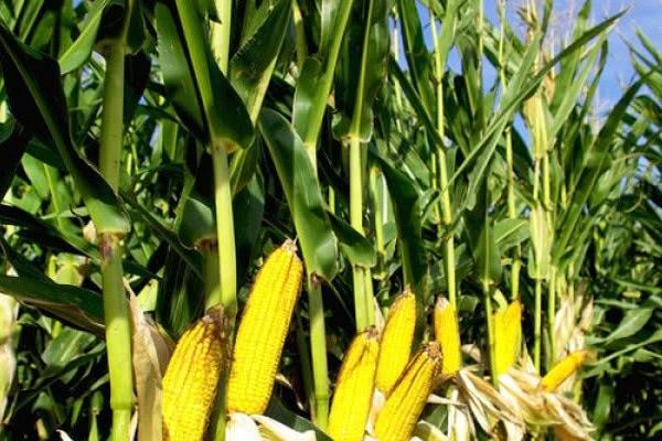 金科玉28玉米品种的特性，每亩用15公斤尿素