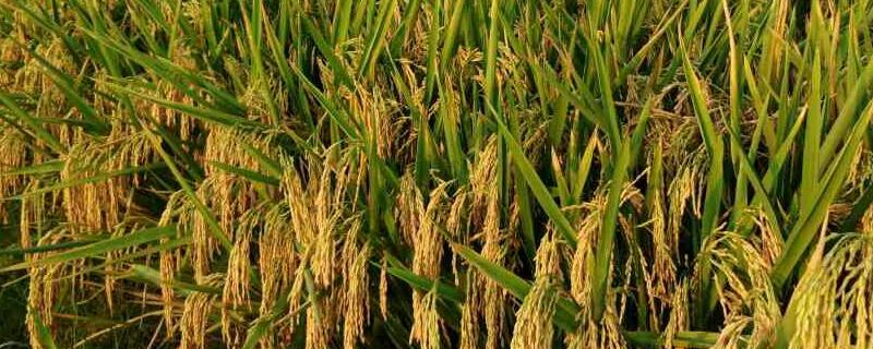 泸优臻占水稻种子介绍，综合防治病虫害