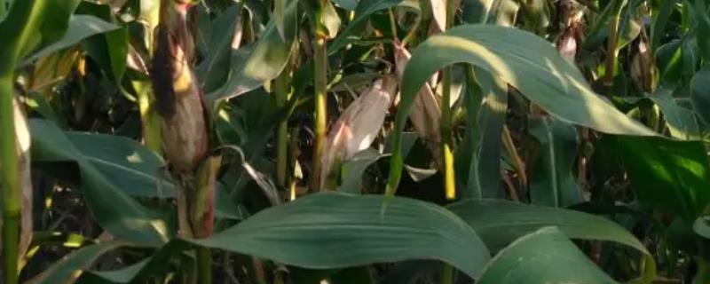 陕单660玉米种简介，中抗茎腐病