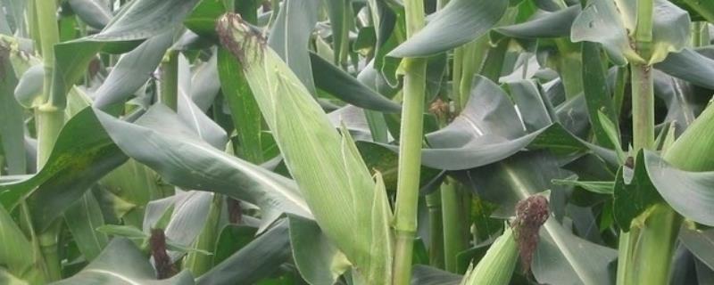 高农11号玉米品种的特性，两年区试平均生育期124天