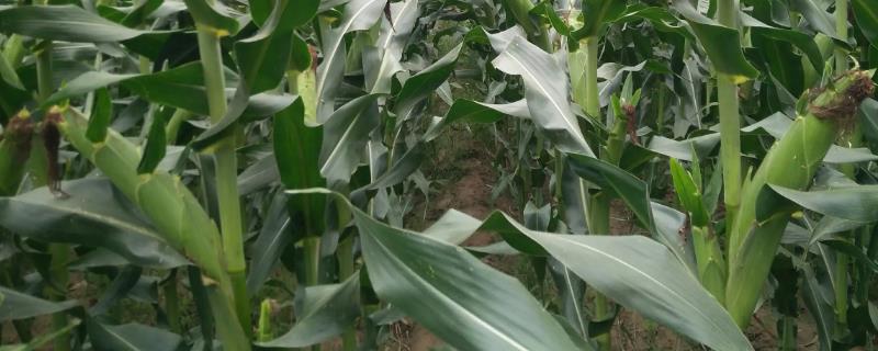 咸科806玉米种简介，生育期96.0天