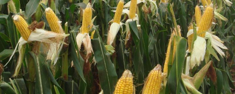 陕单660玉米种子简介，注意防治病虫害
