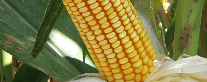 伟隆210玉米种简介，两年平均生育期130.5天