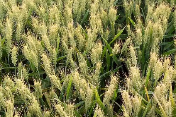 西农943小麦种简介，注意防治病虫害