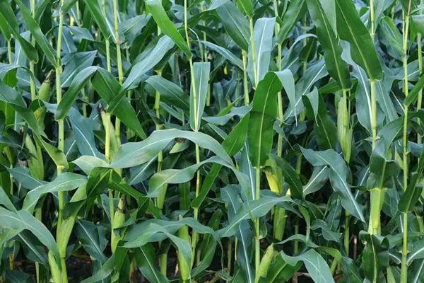 金糯606玉米种简介，种植密度每亩4000株
