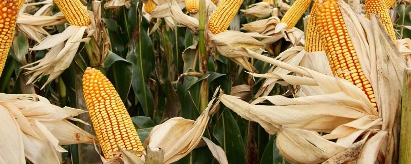 金糯606玉米种简介，种植密度每亩4000株