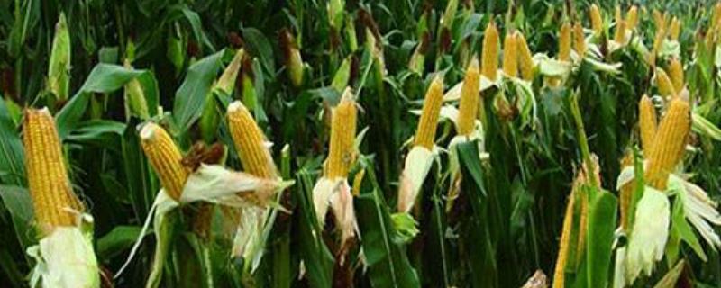红甜糯2018玉米种子特征特性，种植密度以每亩4000株为宜