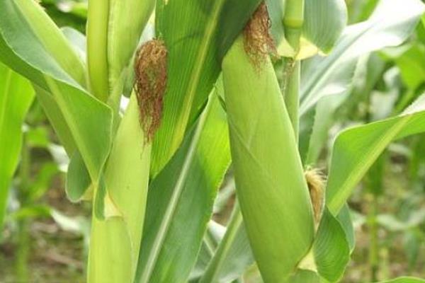 双色脆宝玉米品种的特性，4月中旬播种