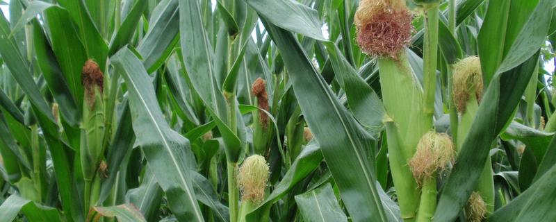 金苹果白甜1号玉米种子特点，4月中下旬播种