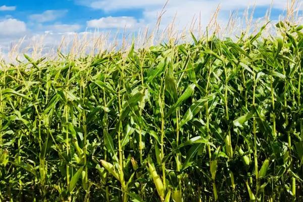 红甜糯2018玉米种子特征特性，种植密度以每亩4000株为宜