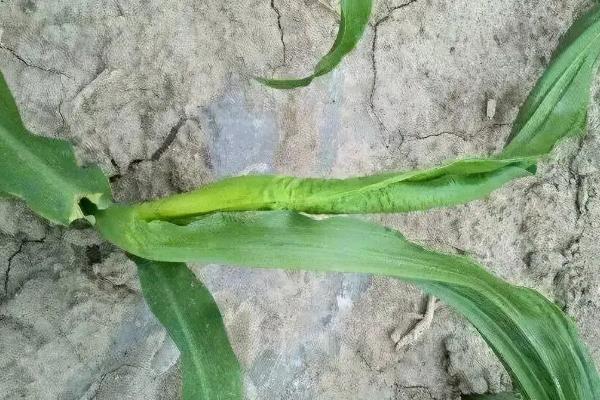 ND9号（D319）玉米品种简介，种植密度每亩4000株