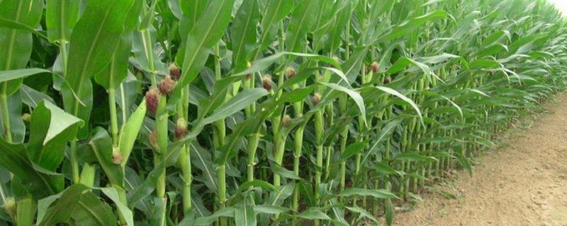 ND9号（D319）玉米品种简介，种植密度每亩4000株