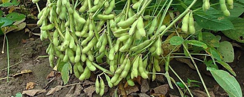 金杉5号大豆种子特征特性，生育期106天