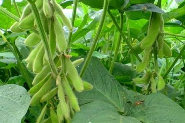 金杉5号大豆种子特征特性，生育期106天