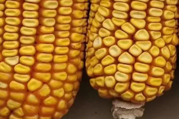 辽单2709玉米种简介，选择肥力较好的地块种植