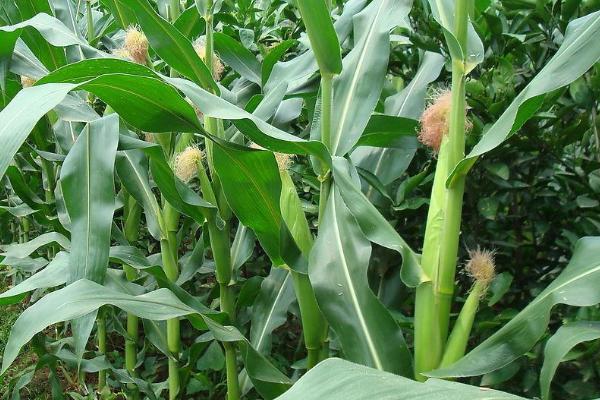 SN111玉米品种的特性，放赤眼蜂防治玉米螟虫