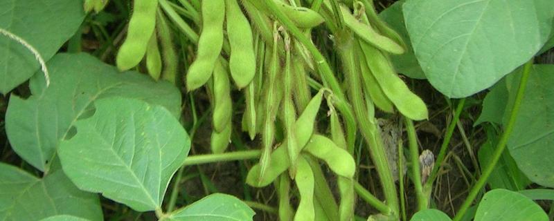 铁鲜8号大豆种子特点，注意防治虫害