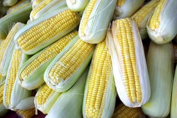 大泽807玉米种子特征特性，中抗穗腐病
