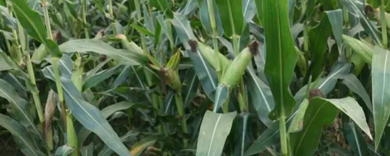松玉969玉米品种的特性，中抗茎腐病